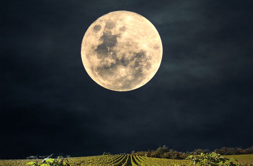  EL ARTE DE LOS VINOS BIODINÁMICOS