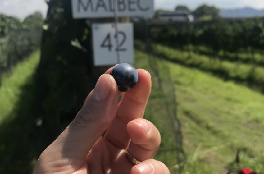  UN PASEO POR LAS VIDES