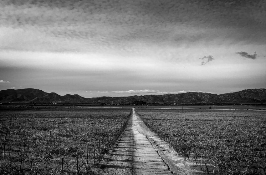  VINO Y CINE, UNA PASIÓN COMPARTIDA